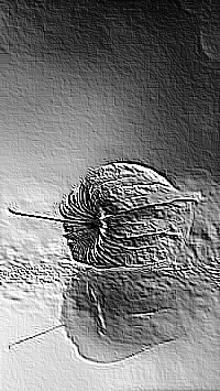 Skamielina