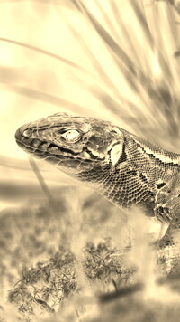 Sepia + Negatyw