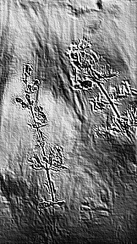 Skamielina