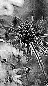 Skamielina