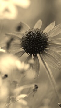 Szary + Sepia