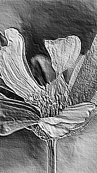 Skamielina