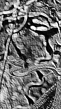 Skamielina
