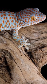 Oryginalny obrazek