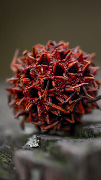 Oryginalny obrazek