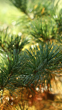 Oryginalny obrazek