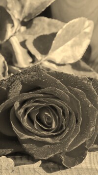 Szary + Sepia