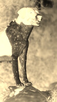 Sepia + Negatyw