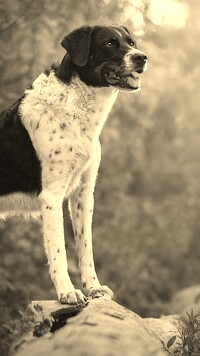 Szary + Sepia