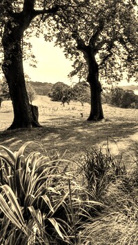 Szary + Sepia