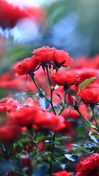 Oryginalny obrazek