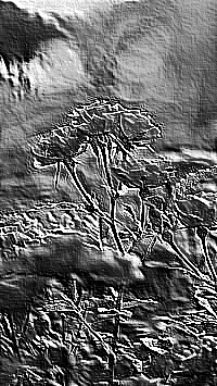 Skamielina