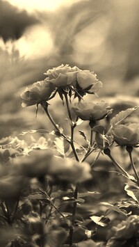 Szary + Sepia