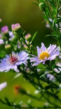 Oryginalny obrazek