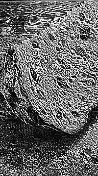 Skamielina