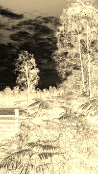 Sepia + Negatyw