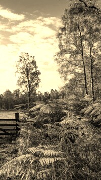 Sepia