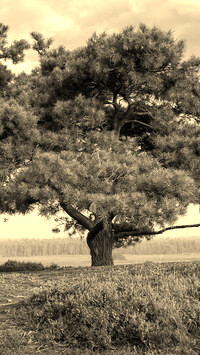 Szary + Sepia