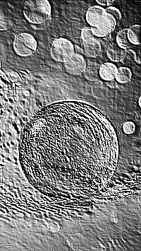 Skamielina