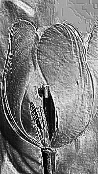 Skamielina