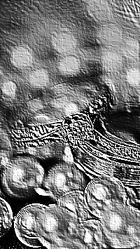 Skamielina