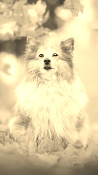 Szary + Sepia