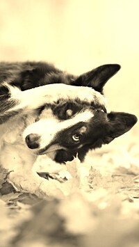 Szary + Sepia