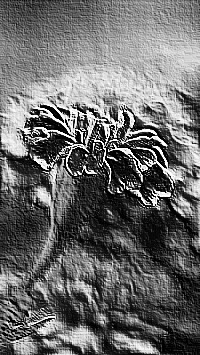 Skamielina