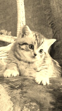 Szary + Sepia