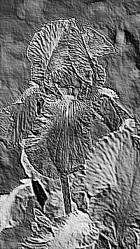 Skamielina