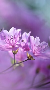 Oryginalny obrazek