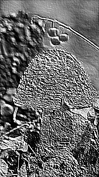 Skamielina