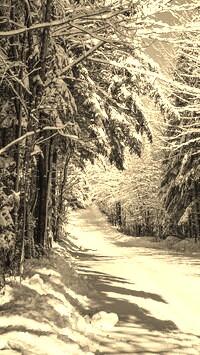 Szary + Sepia