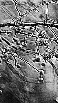 Skamielina