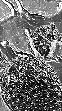Skamielina