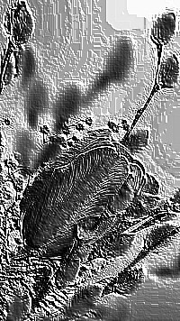 Skamielina