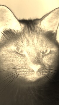 Sepia + Negatyw