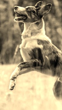 Szary + Sepia