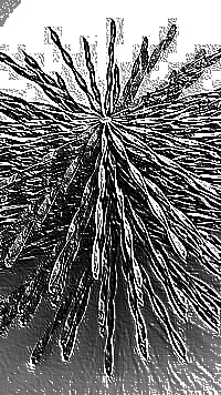 Skamielina