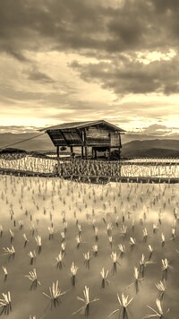 Szary + Sepia
