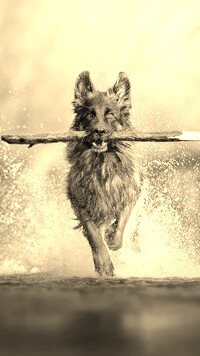 Sepia