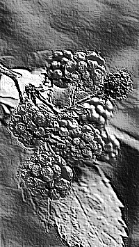 Skamielina