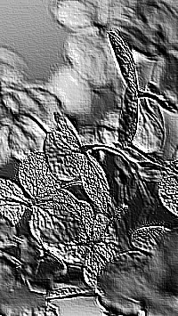 Skamielina