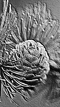 Skamielina