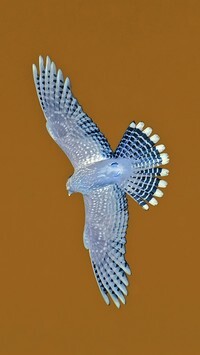 Negatyw