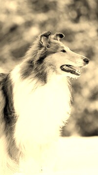 Szary + Sepia