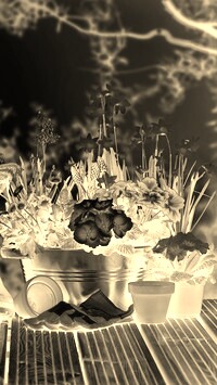 Sepia + Negatyw