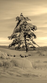 Szary + Sepia