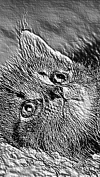 Skamielina