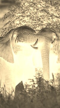 Sepia + Negatyw